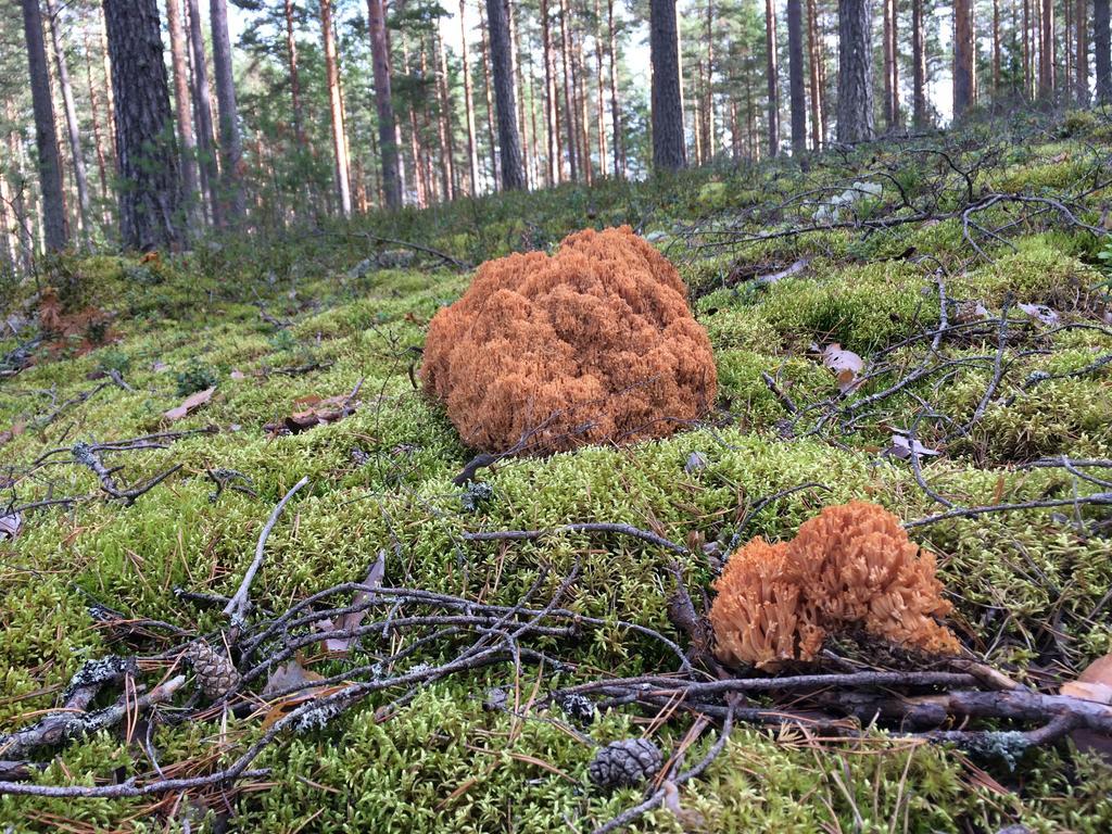 Lakehouse Saimaa B&B Taipalsaari エクステリア 写真